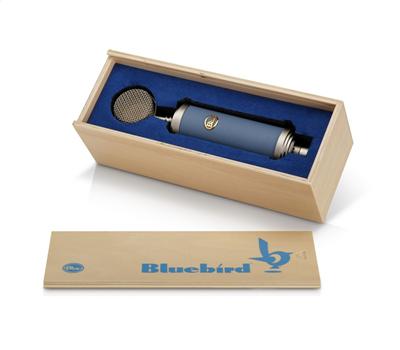 Blue Bluebird5